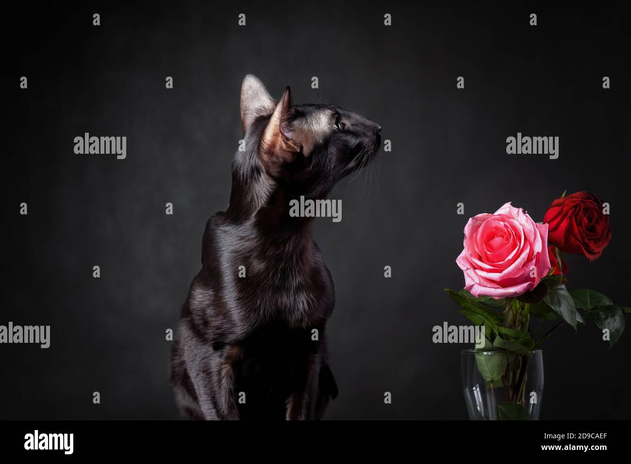 Cat with rose hi-res stock photography and images - Alamy