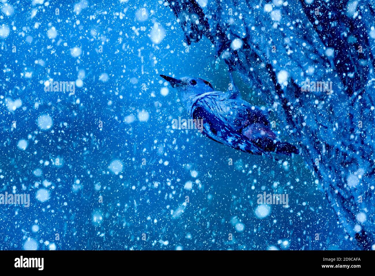 Winter season and animals. Falling snow. Nature background Stock Photo ...