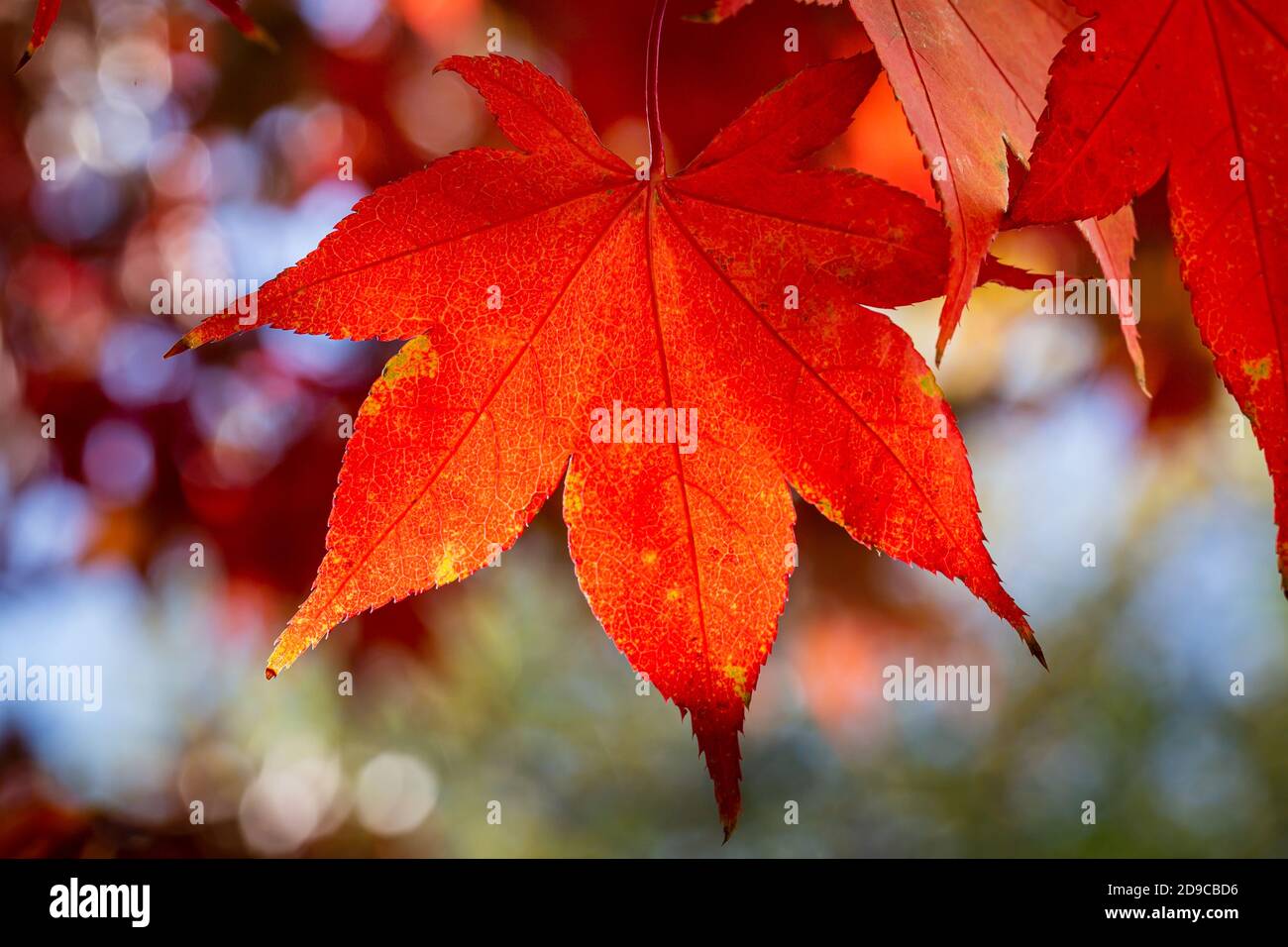 Blurry view autumn maple hi-res stock photography and images - Alamy