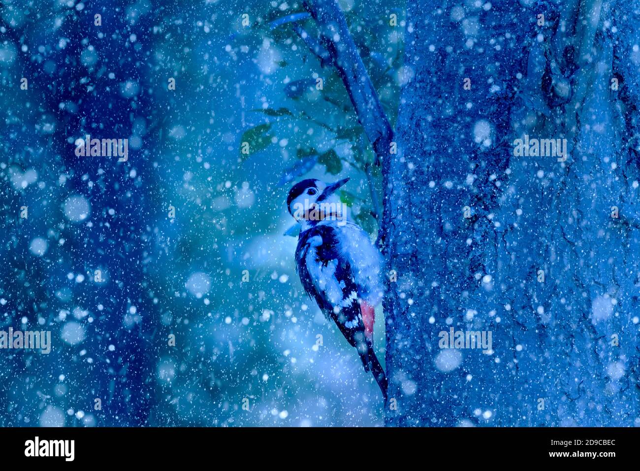 Winter season and animals. Falling snow. Nature background Stock Photo ...