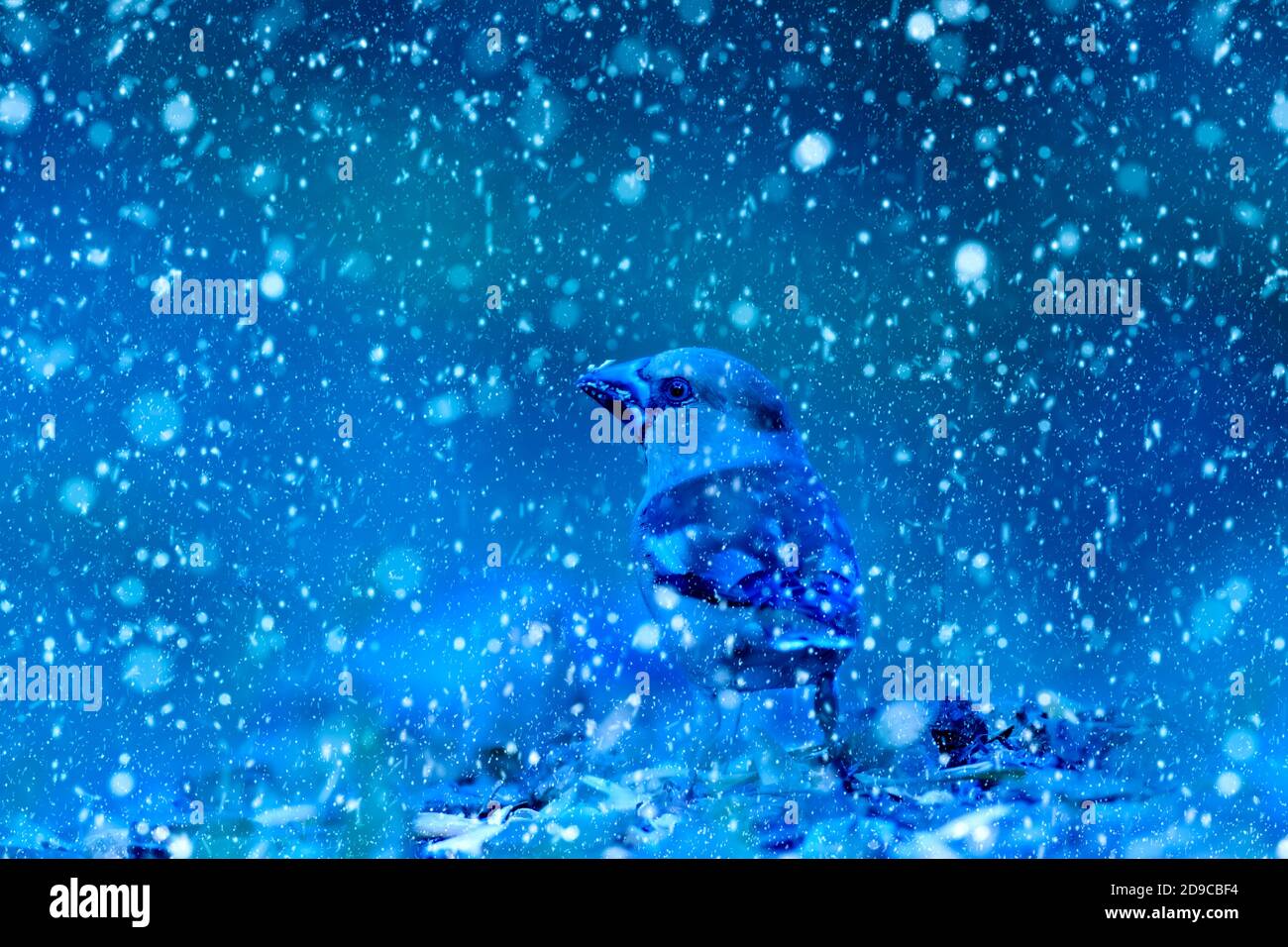 Winter season and animals. Falling snow. Nature background Stock Photo ...