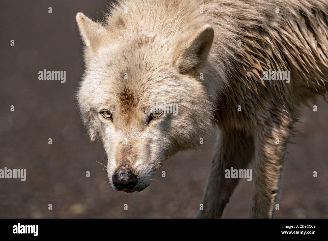 Coastal wolf Stock Photo