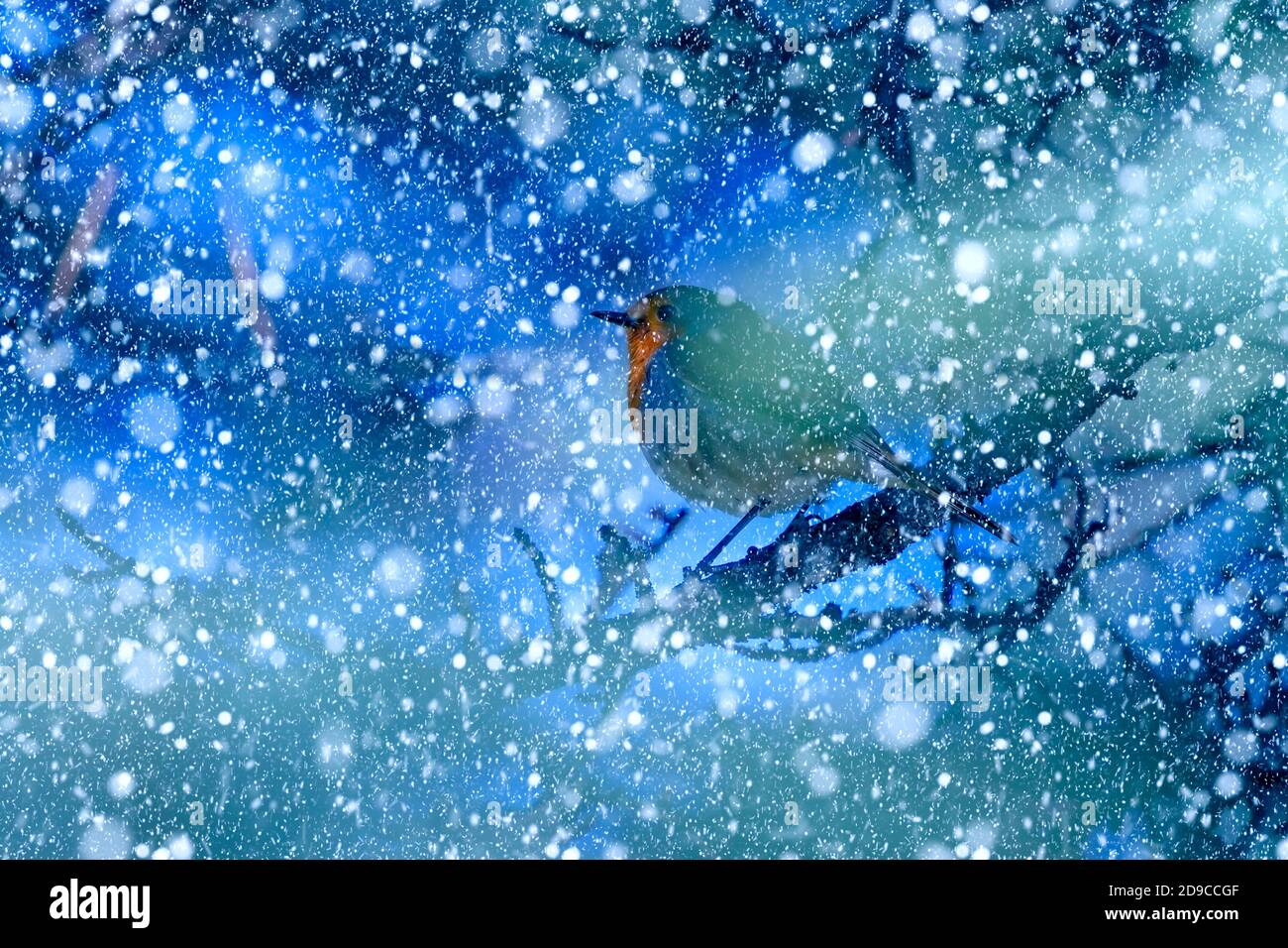Winter season and animals. Falling snow. Nature background Stock Photo -  Alamy