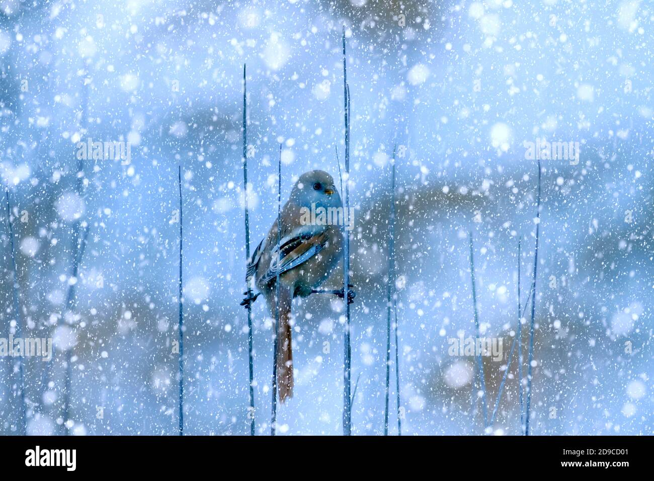 Winter season and animals. Falling snow. Nature background Stock Photo ...