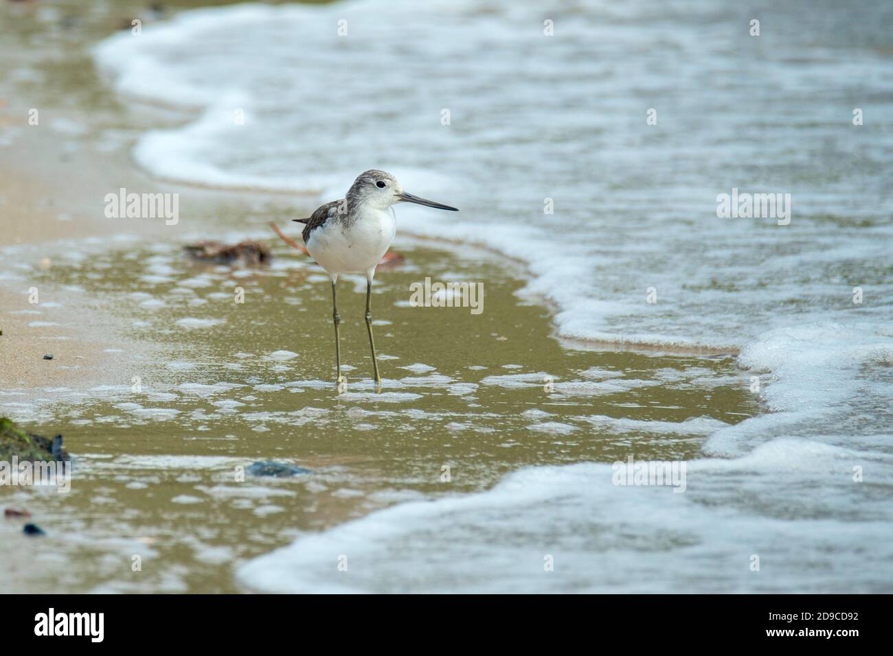 Common Greenshank Tringa nebularia Cains, Queensland, Australia 30 ...