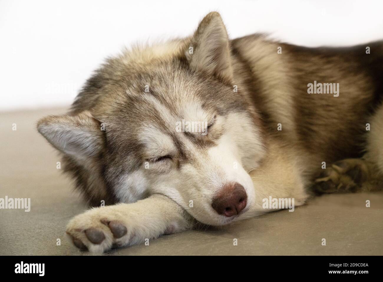 gray, white and brown husky with closed eyes sleep on the floor portrait of siberian husky. the dog looks like wolf. Stock Photo