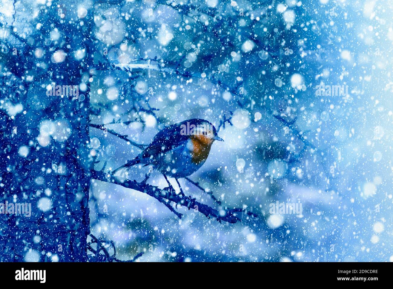 Winter season and animals. Falling snow. Nature background Stock Photo -  Alamy