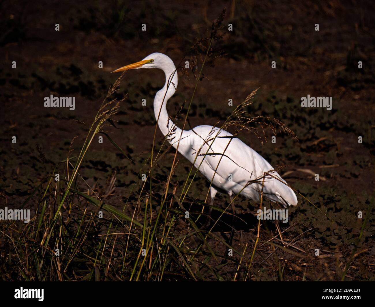 White Egret in Staten Island Preserve, California Stock Photo