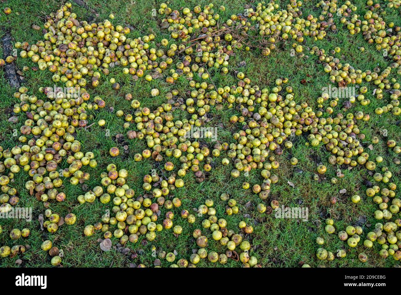 Fallen fruit on the ground under a crab apple tree (Malus sylvestris) during autumn, UK. Windfall apples. Stock Photo