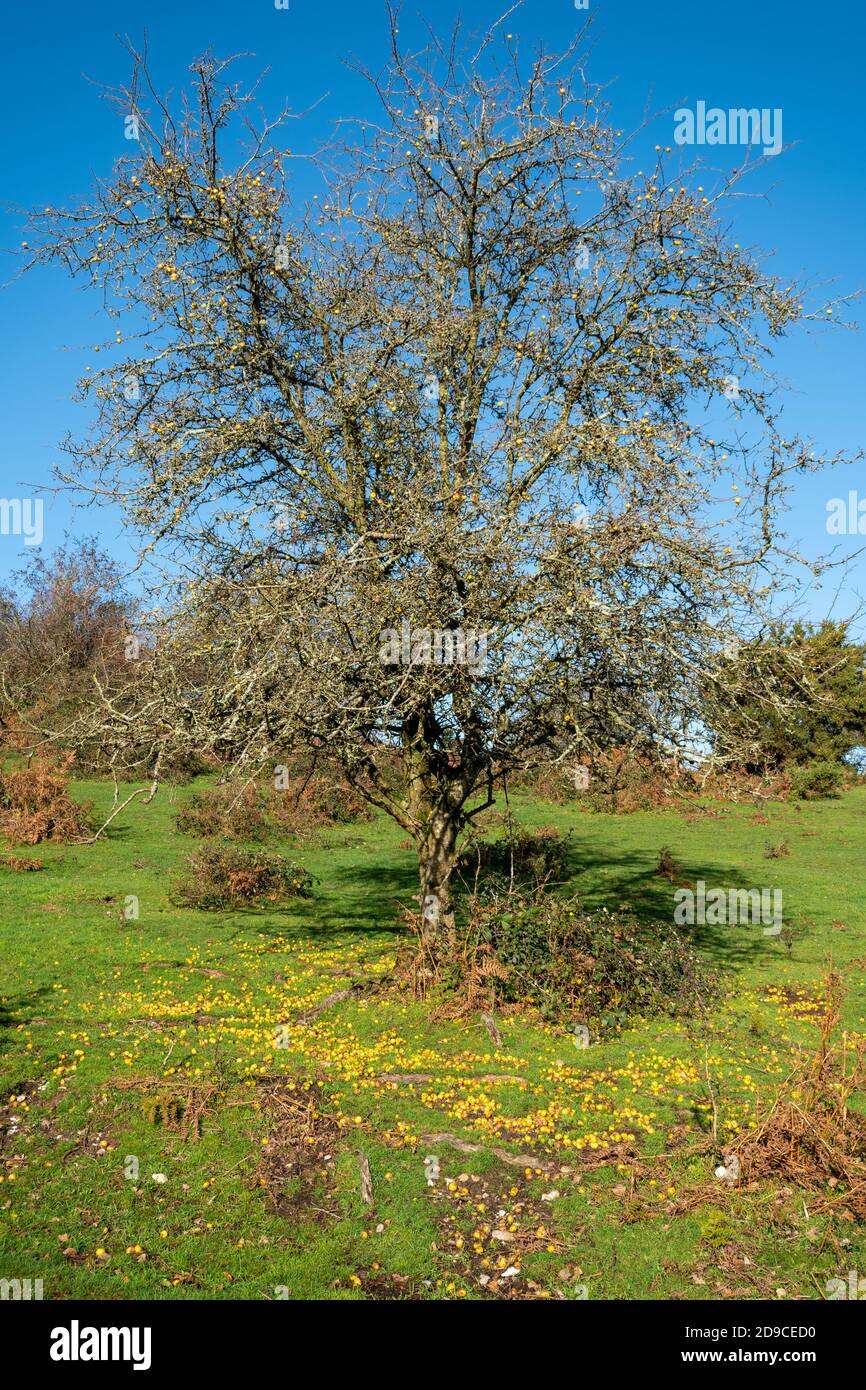 Crab apple tree (Malus sylvestris) with yellow fruit and fallen apples on the ground in autumn, UK Stock Photo