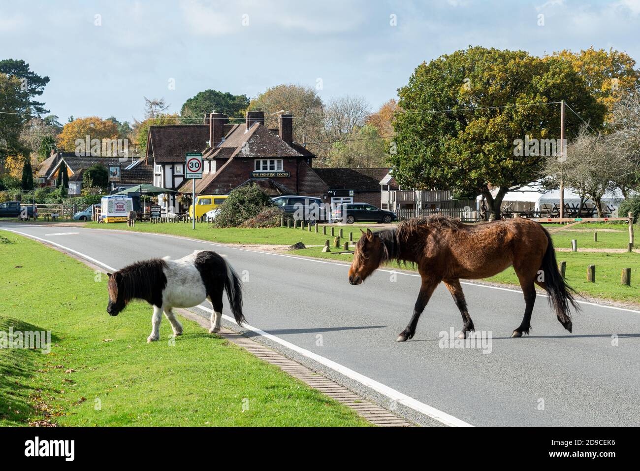 Two New Forest ponies crossing a road in the New Forest National Park near Godshill village, Hampshire, England, UK Stock Photo