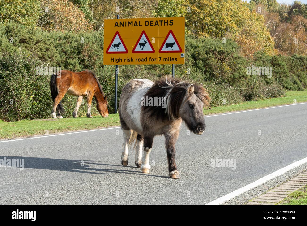 New Forest ponies in the road next to a sign warning of animal deaths in the New Forest National Park, Hampshire, England, UK Stock Photo