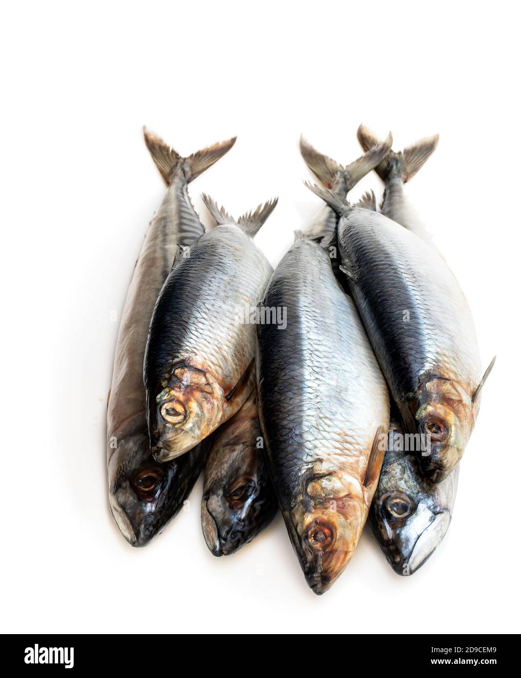 Raw herring fish isolated on a white background Stock Photo Alamy
