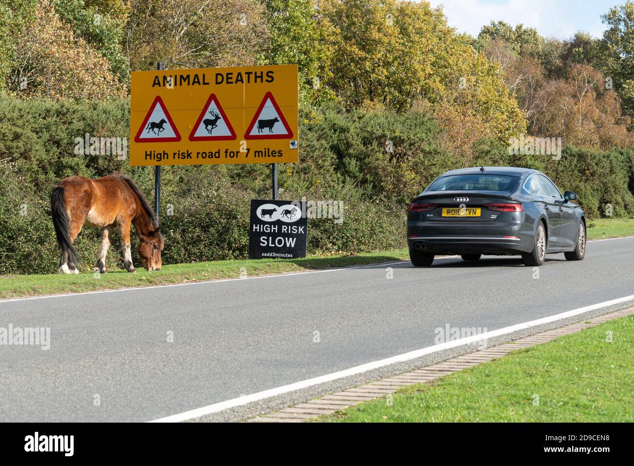 New Forest pony grazing by the road next to a sign warning of animal deaths in the New Forest National Park with a passing car, Hampshire, England, UK Stock Photo