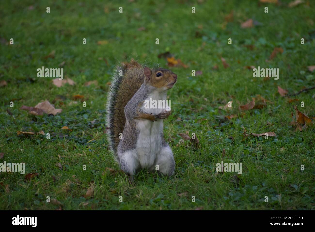 standing and observing Grey Squirrel in the Botanic Gardens, Glasnevin, Dublin, Oct 2020 Stock Photo