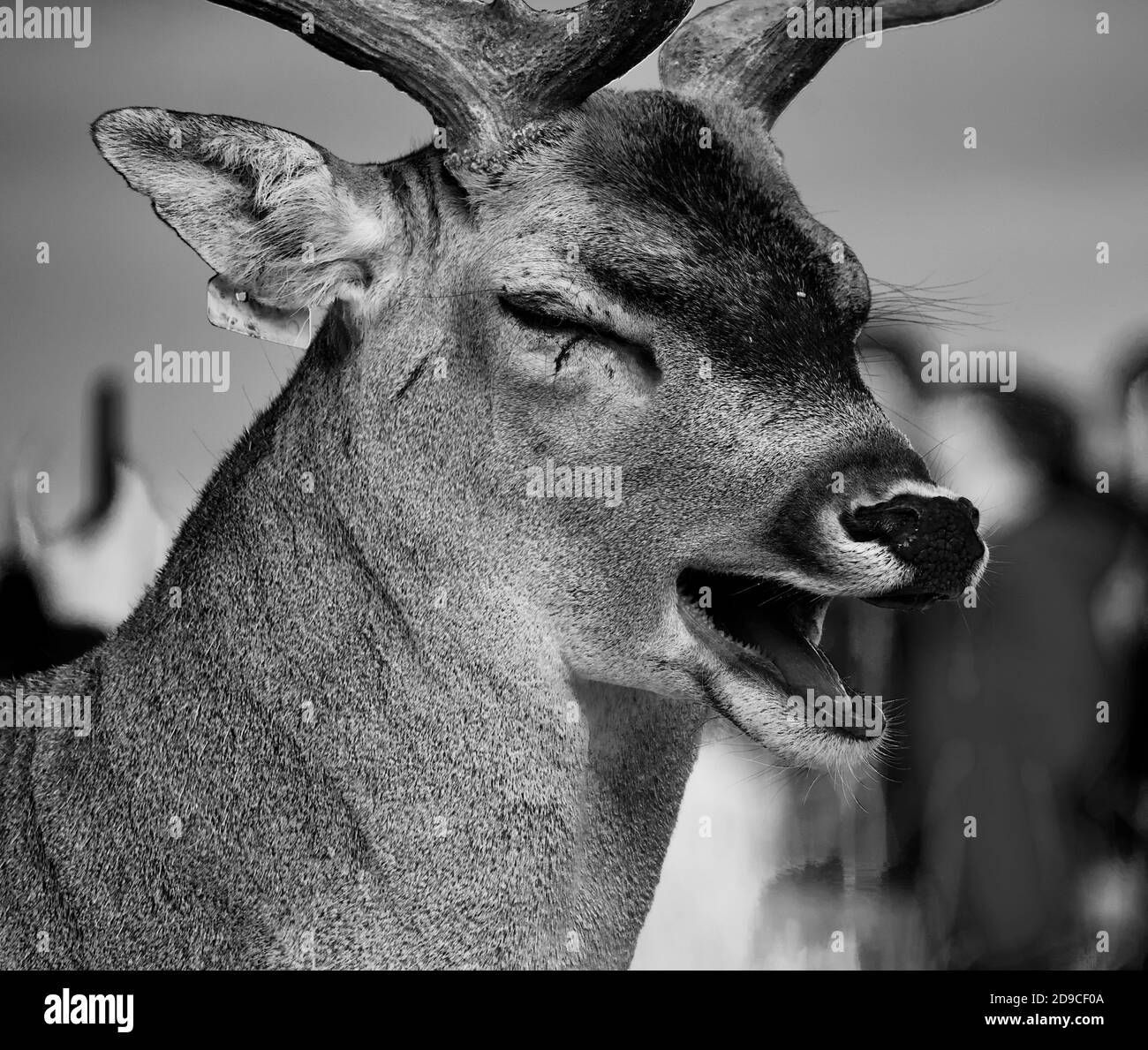 Portrait of deer taken while it appears to be laughing, Phoenix Park, Dublin, Sep 2019 Stock Photo