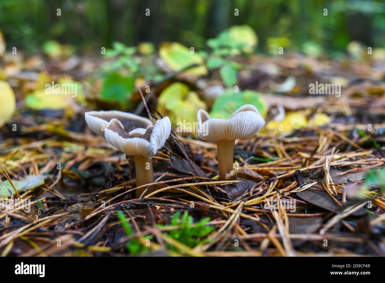 Mushroom in the autumn forest. Autumn forest landscapes Stock Photo