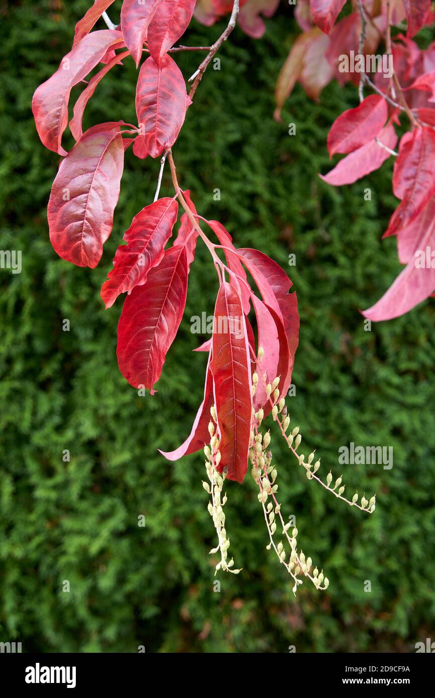 Closeup of Sourwood or Sorrel Tree  (Oxydendron arboreum) leaves  and flowers in the fall, Vancouver, British Columbia, Canada Stock Photo