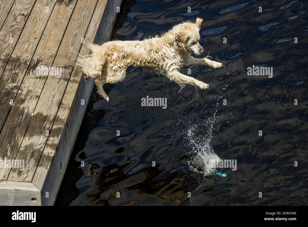 A dog jumping off the dock at the Town Docks in Huntsville Stock Photo