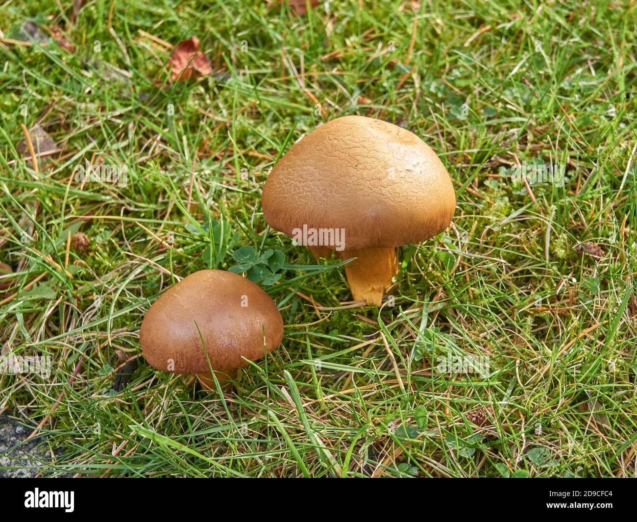 Closeup of two Winter Panellus (Panellus serotinus) mushrooms growing in green grass in the fall, Vancouver, British Columbia Stock Photo