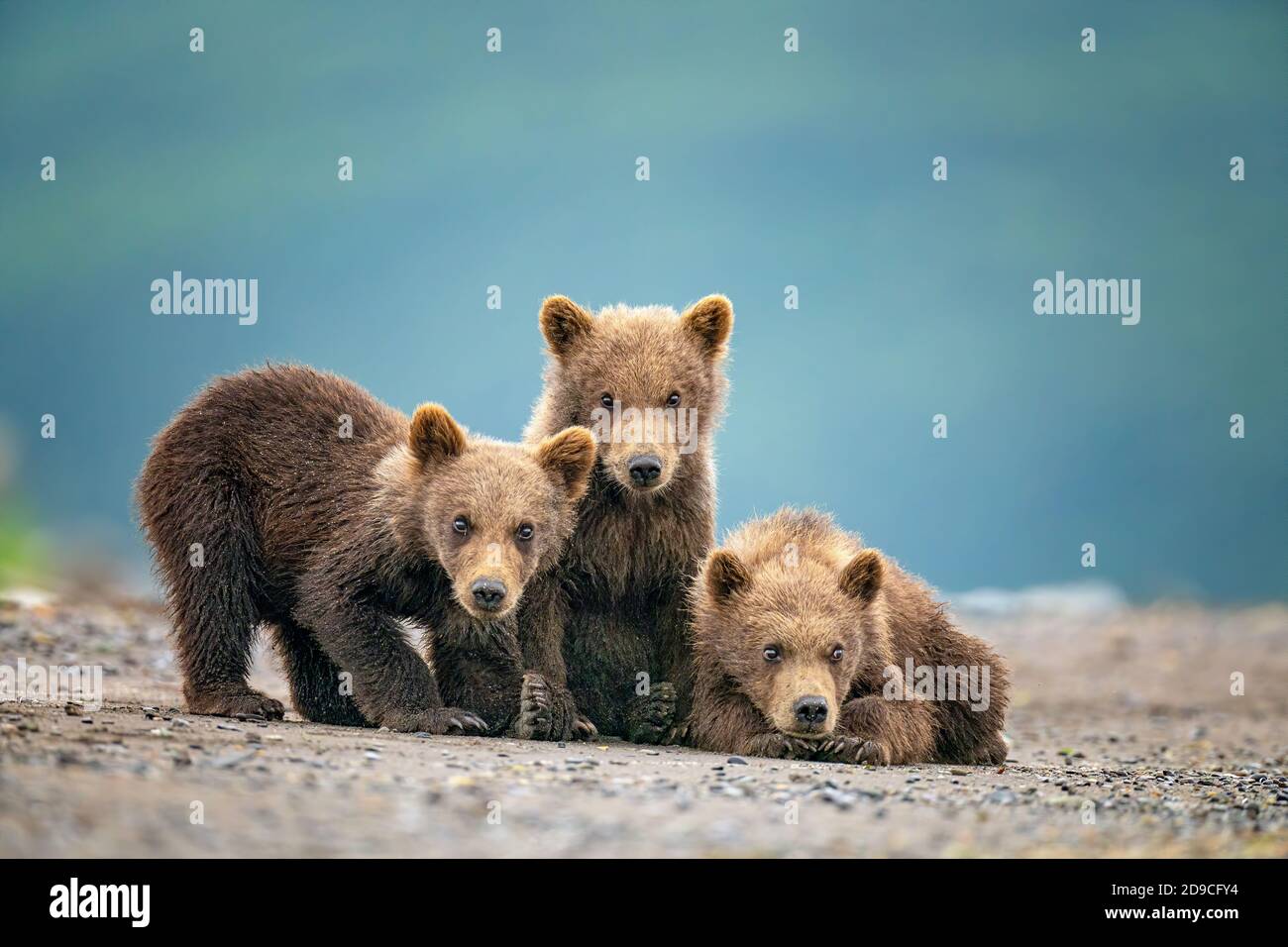Coastal Brown bears Stock Photo
