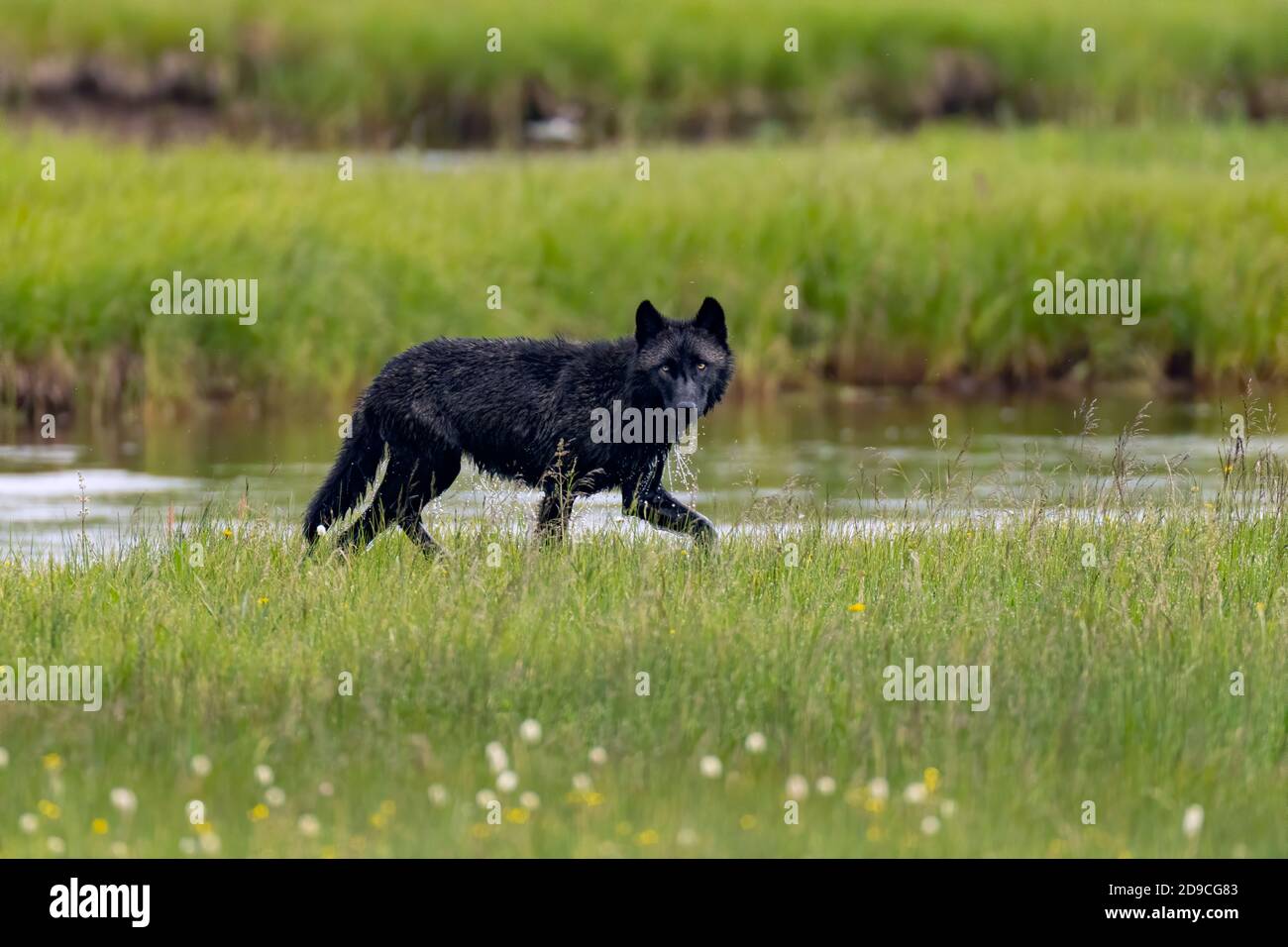 grey wolf Stock Photo