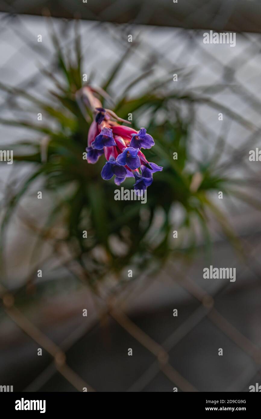 Tillandsia air plant hi-res stock photography and images - Alamy