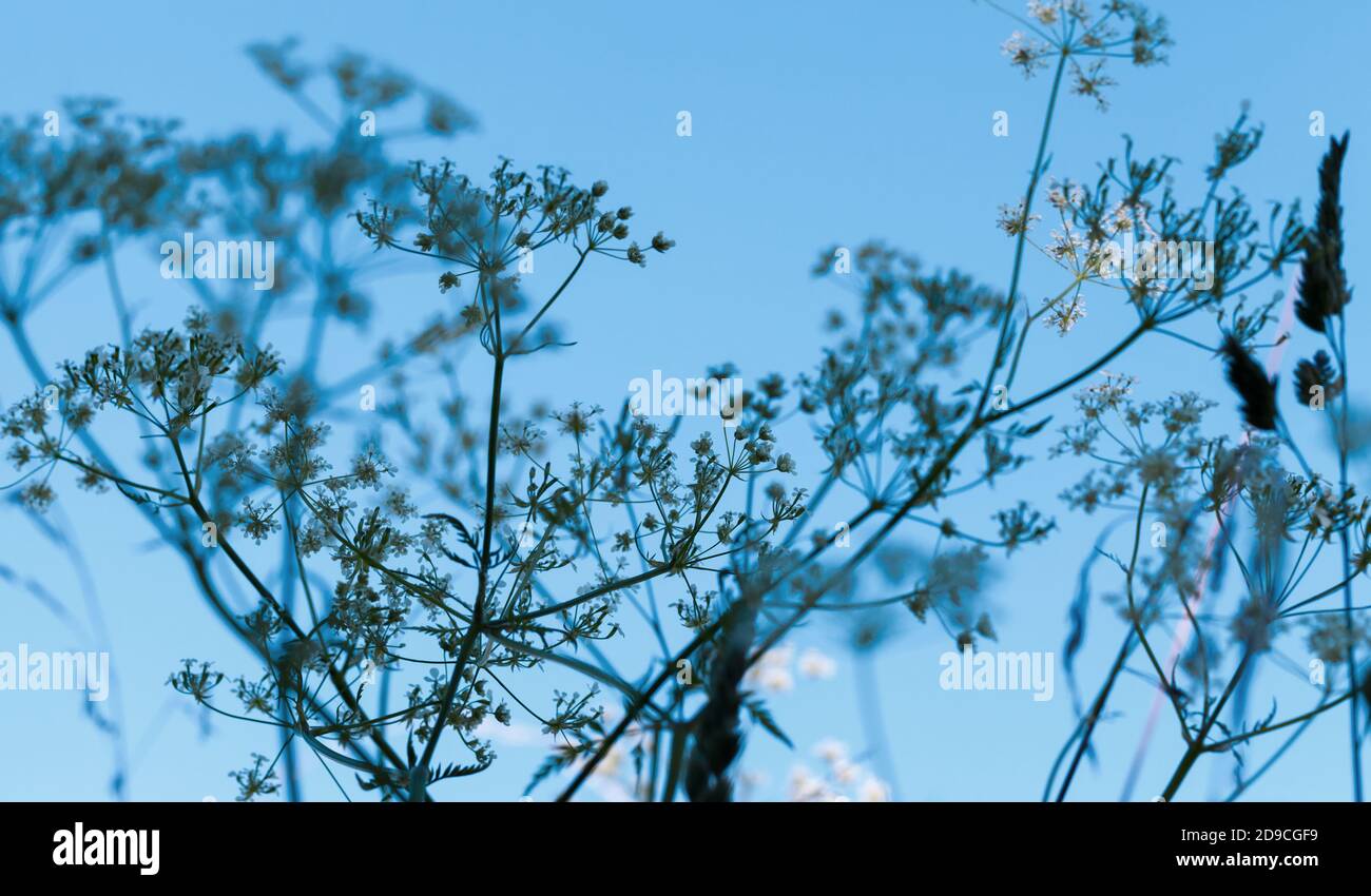 Abstract floral background with umbrella grass under blue sky, close-up silhouette photo with selective soft focus Stock Photo