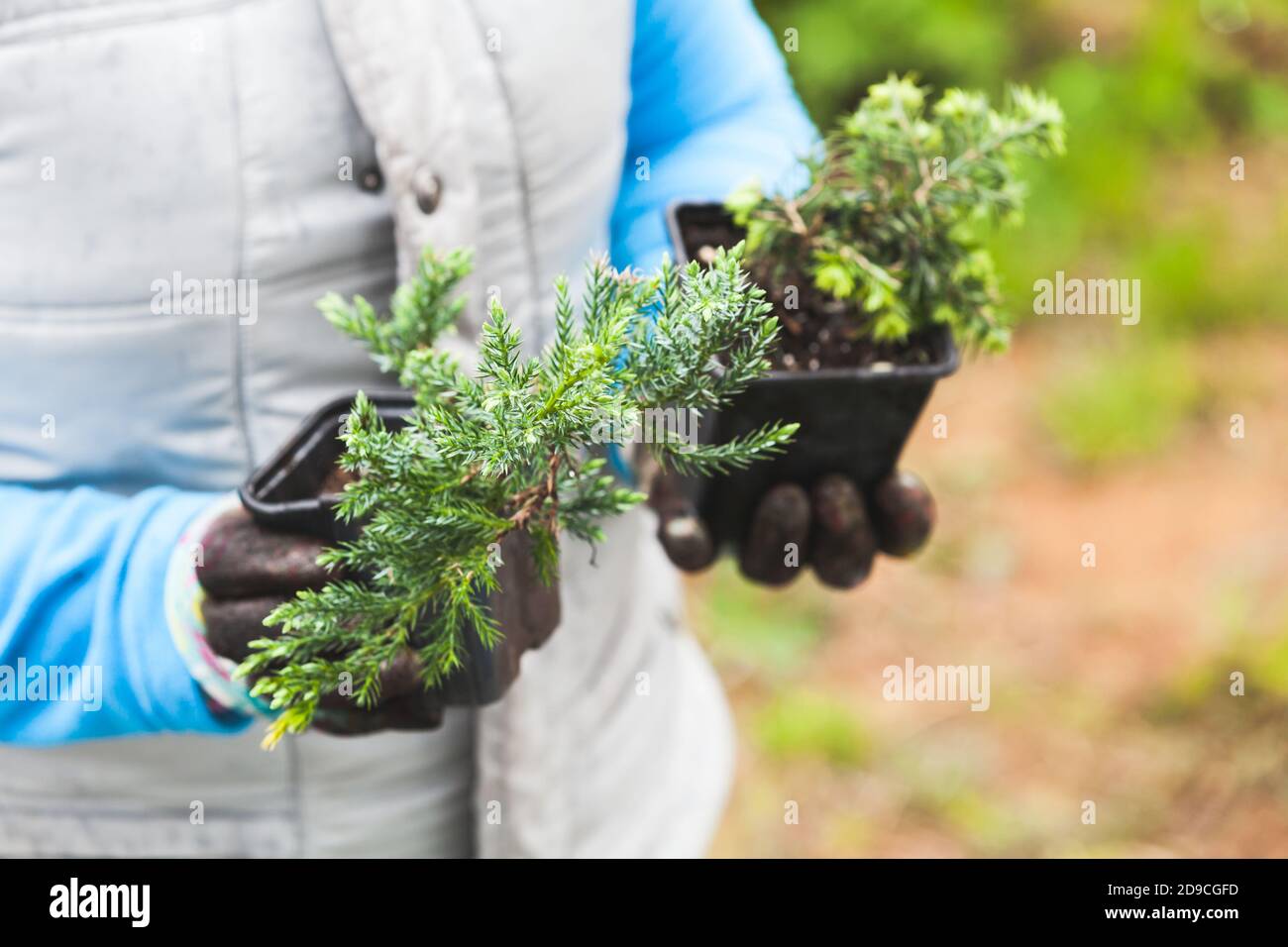 Coniferous seedlings in black pots are in a gardener hands, close-up photo with selective focus Stock Photo