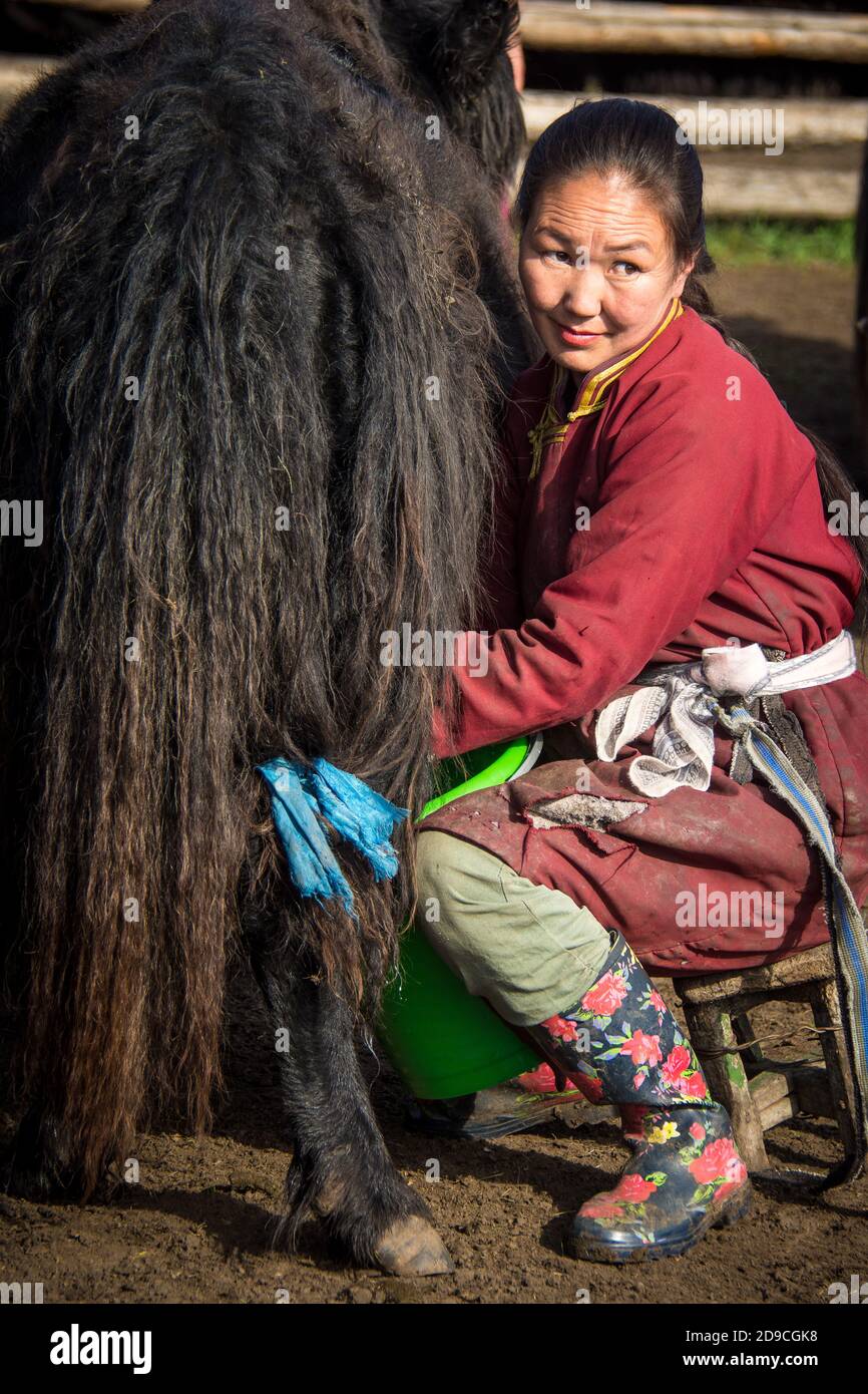 Woman milking a Yak in Mongolia Stock Photo - Alamy