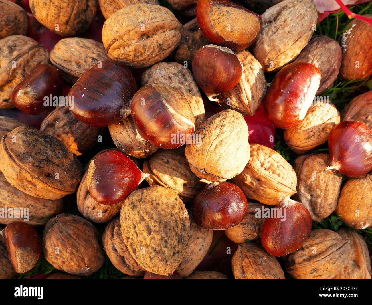 Natural textured background of fall foods, nut and chestnut blend Stock Photo