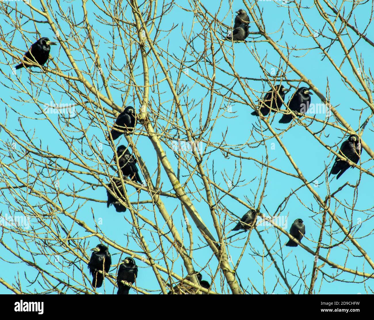 Raven sitting on leafless tree hi-res stock photography and images - Alamy