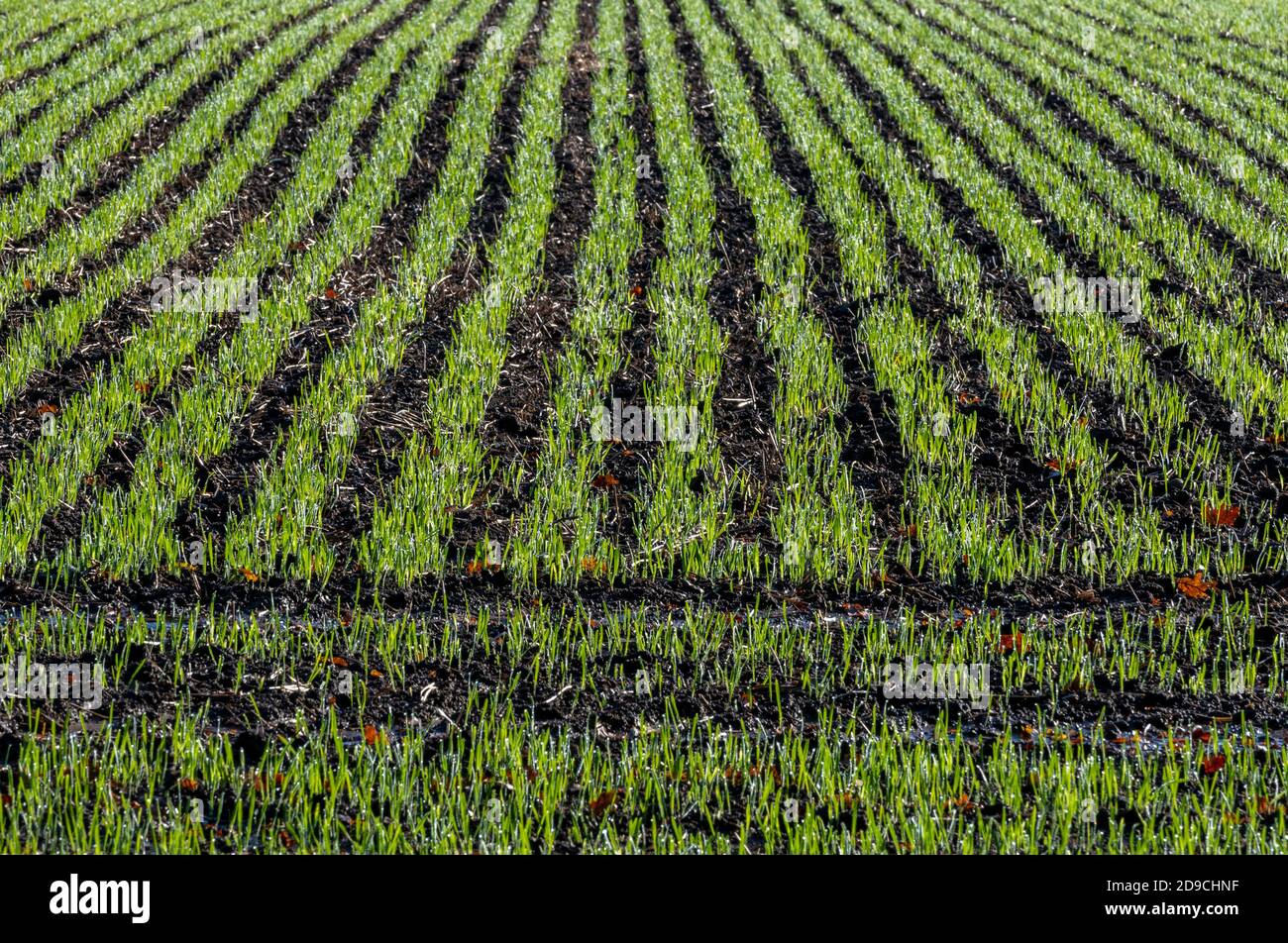 new shoots from a newly planted crop on farmland or agricultural land in west sussex. farming crops on arable land. Stock Photo