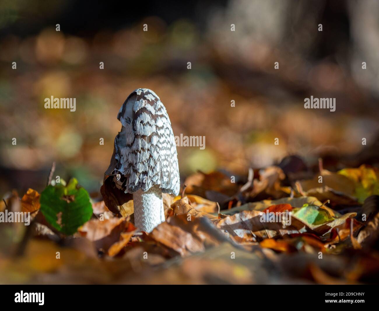 OLYMPUS DIGITAL a Tintling mushroom stands on a leaf-covered forest floor Stock Photo