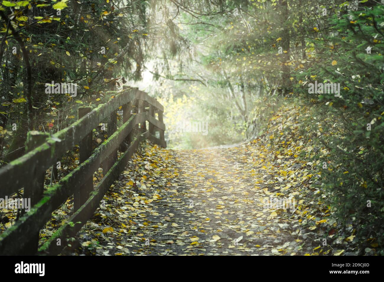 Weg, Waldlandschaft mit Sonnenstrahlen Stock Photo