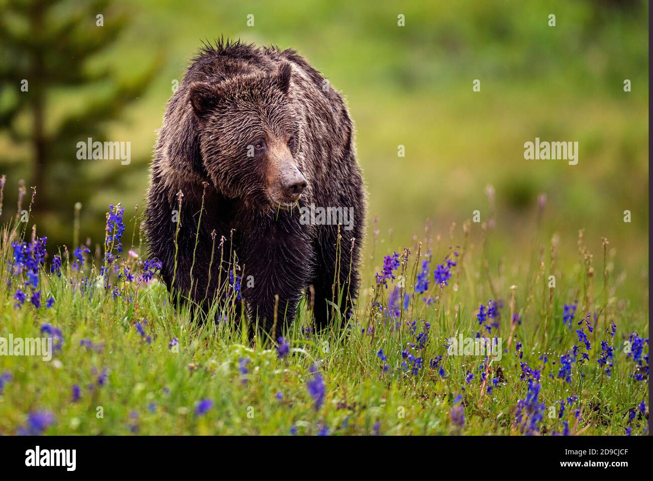 Grizzly bear Stock Photo