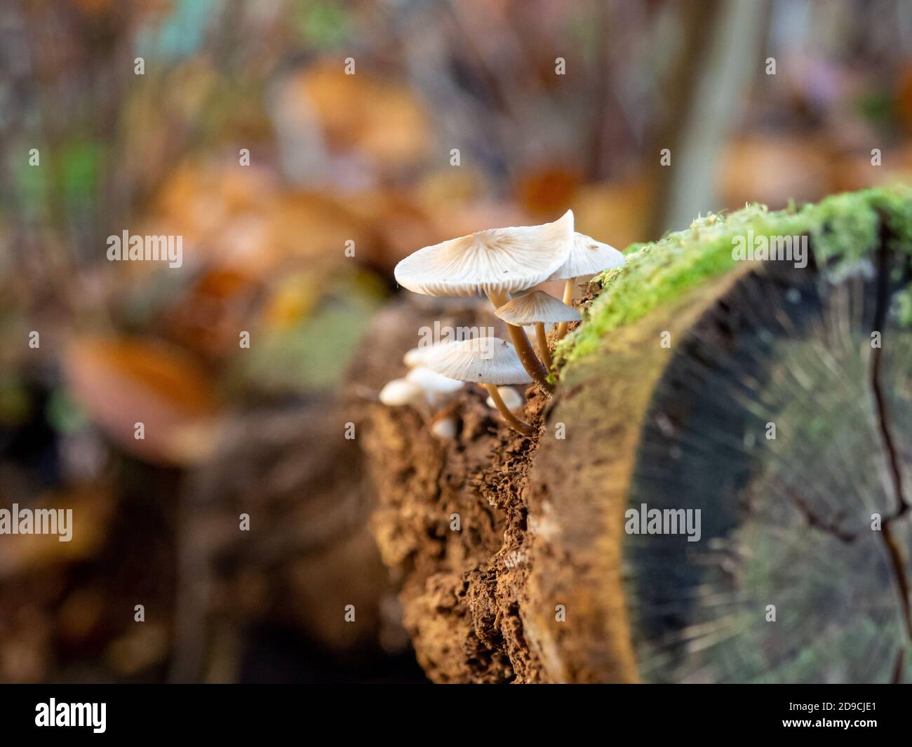 small tree fungi grow on a dead tree trunk Stock Photo Alamy