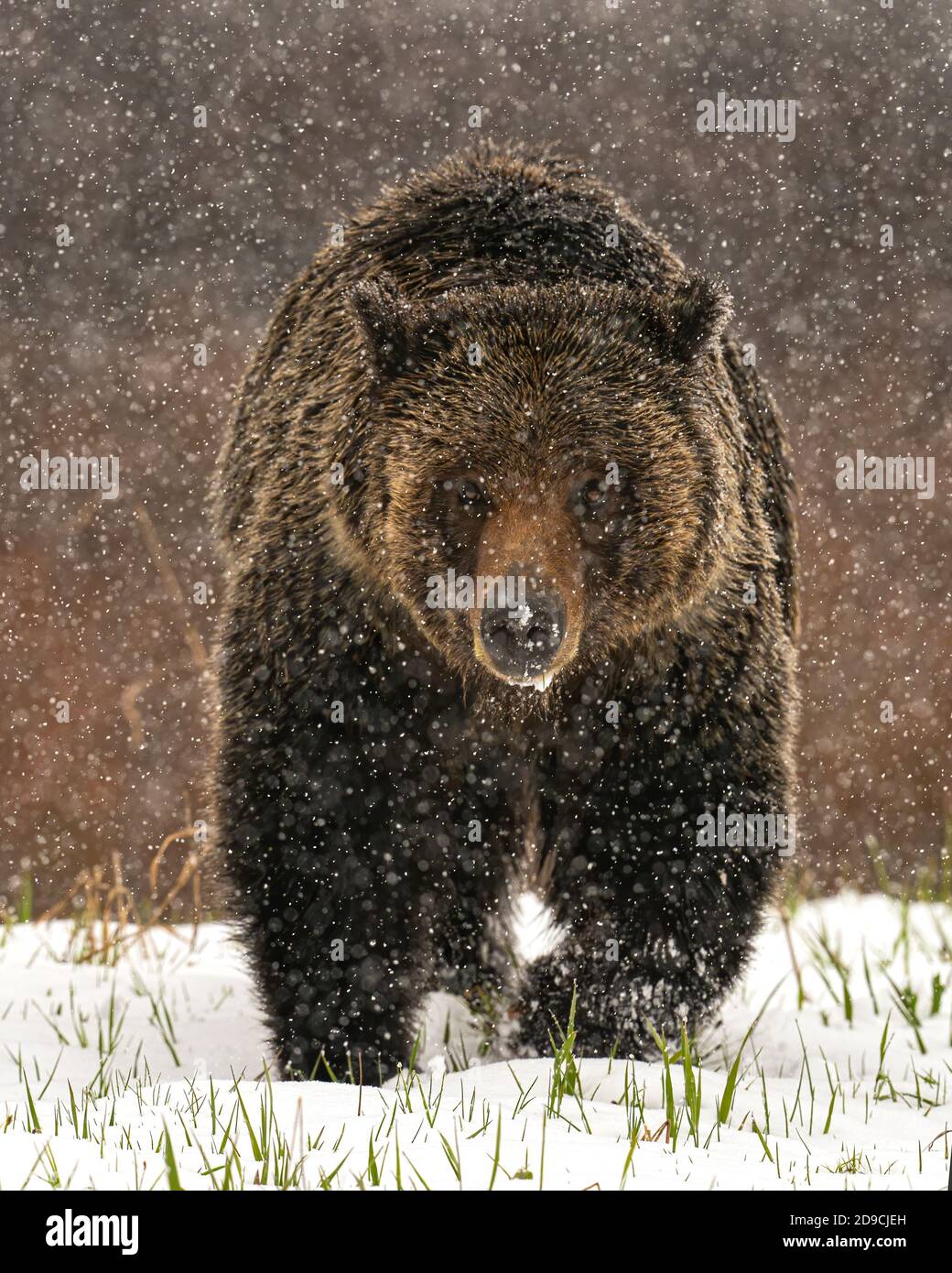 Grizzly bear Stock Photo