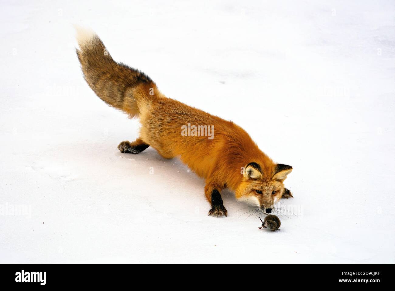 Red fox hunting america forest hires stock photography and images Alamy