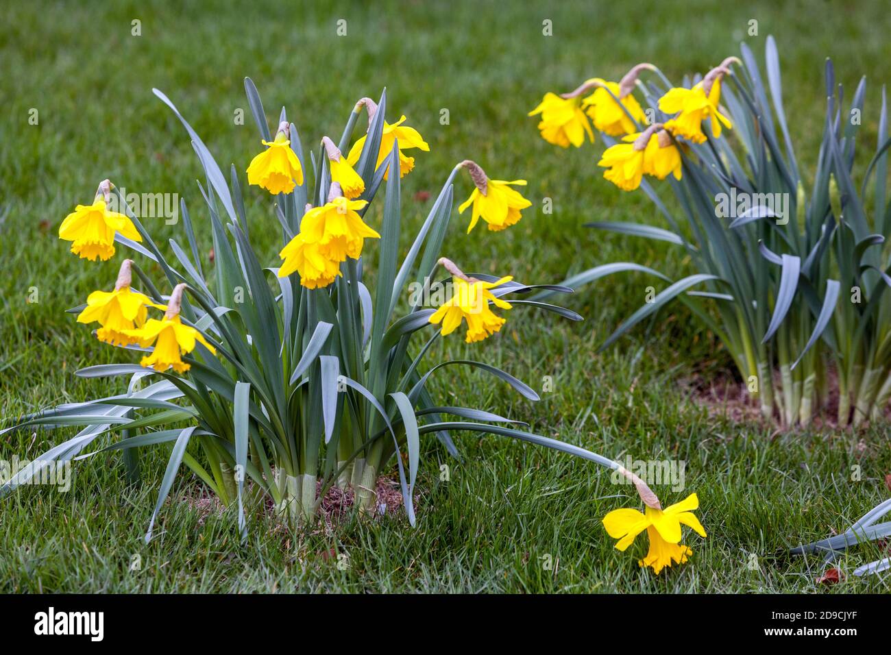 Yellow daffodils flowers blooming in spring garden lawn Narcissus flower Stock Photo