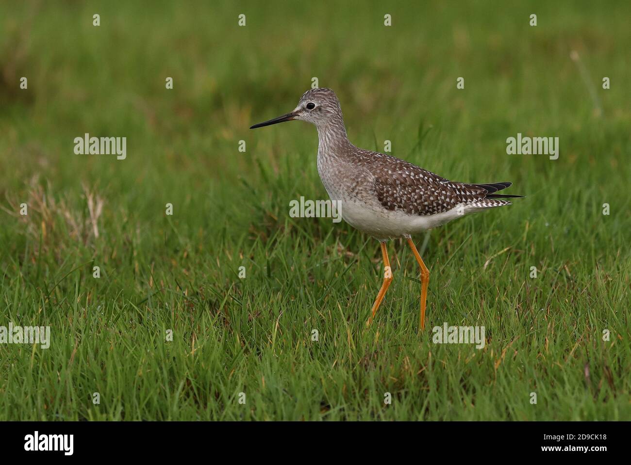 Obliging juvenile Lesser Yellowlegs on Keepers Marsh at Cley NWT Stock Photo