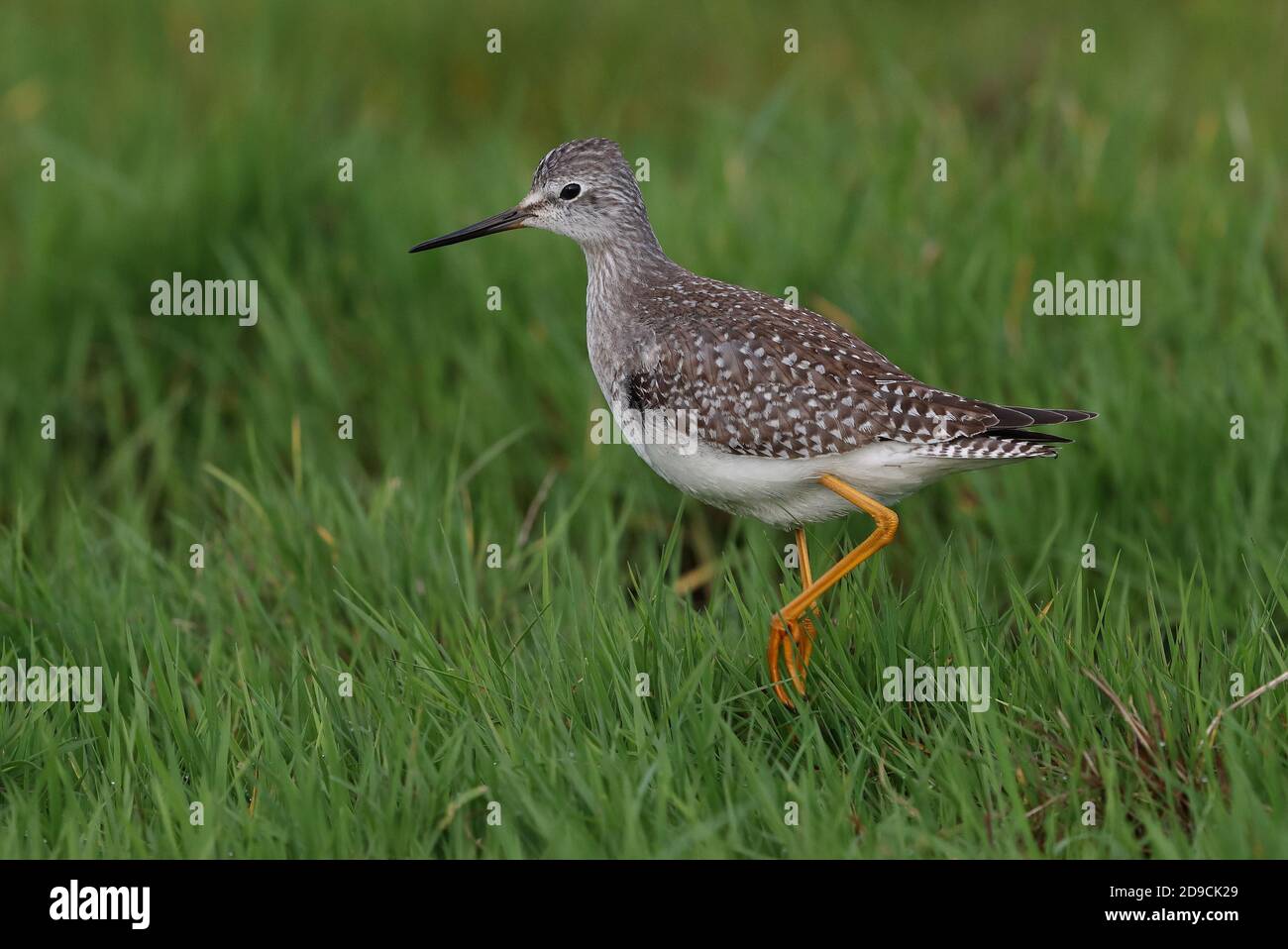 Obliging juvenile Lesser Yellowlegs on Keepers Marsh at Cley NWT Stock Photo