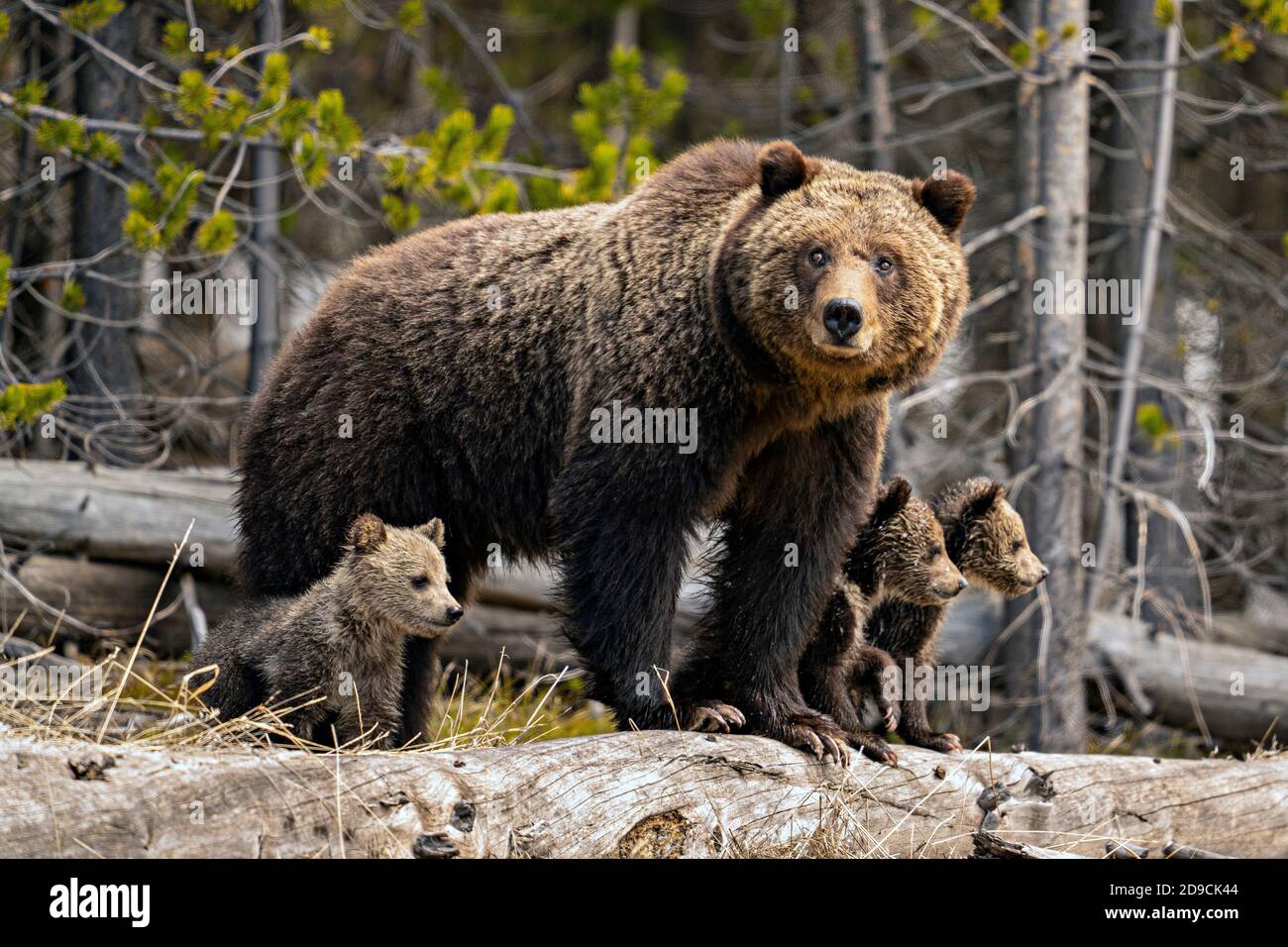 Grizzly bear Stock Photo