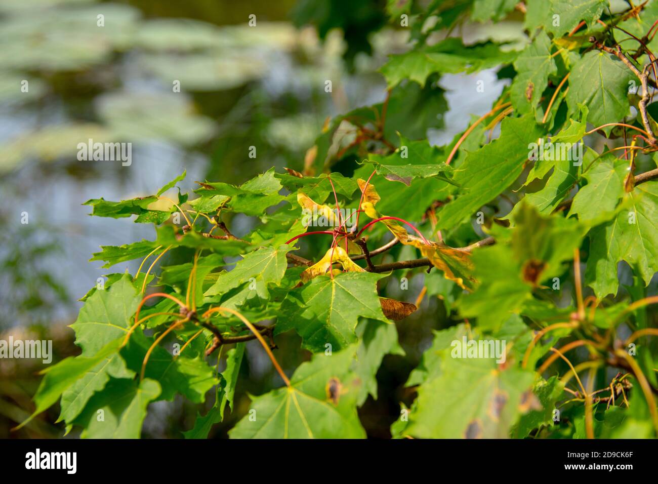 Acer platanoides leaf closeup growing in Markische Schweiz Buckow Brandenburg Stock Photo