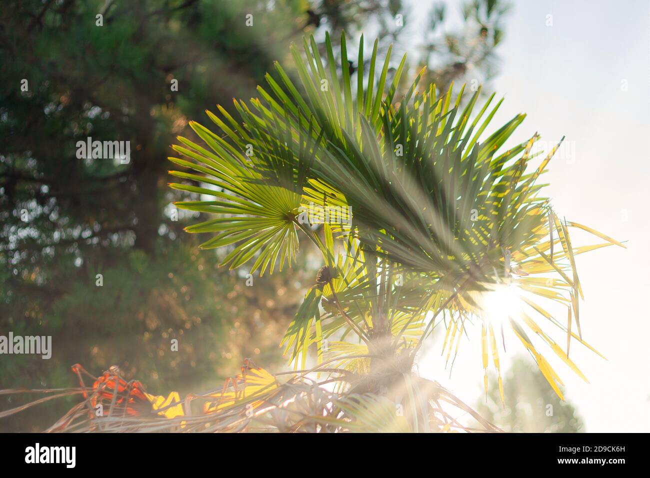 Sunlight through palm tree hi-res stock photography and images - Alamy