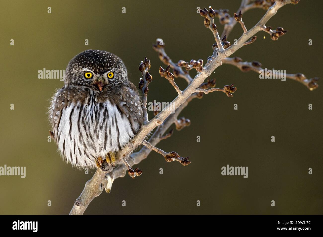Northern Pygmy Owl Stock Photo - Alamy
