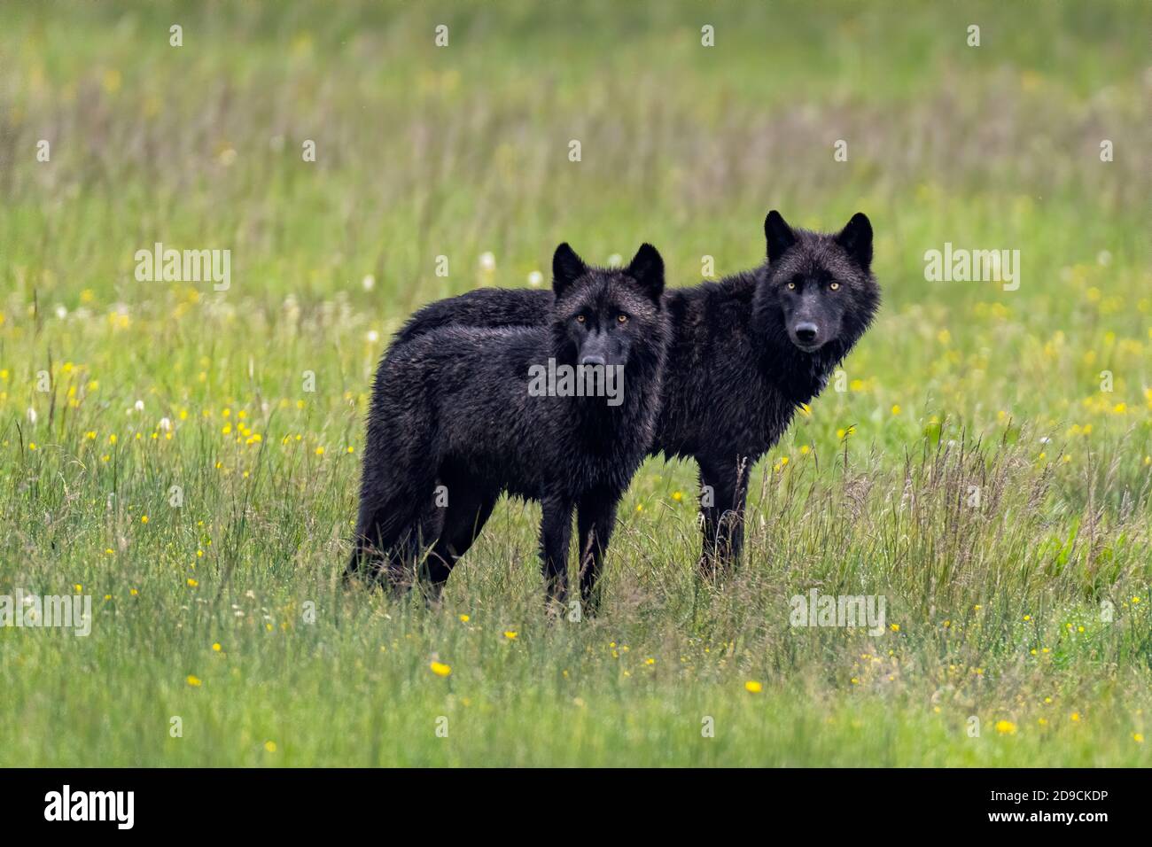 grey wolf Stock Photo