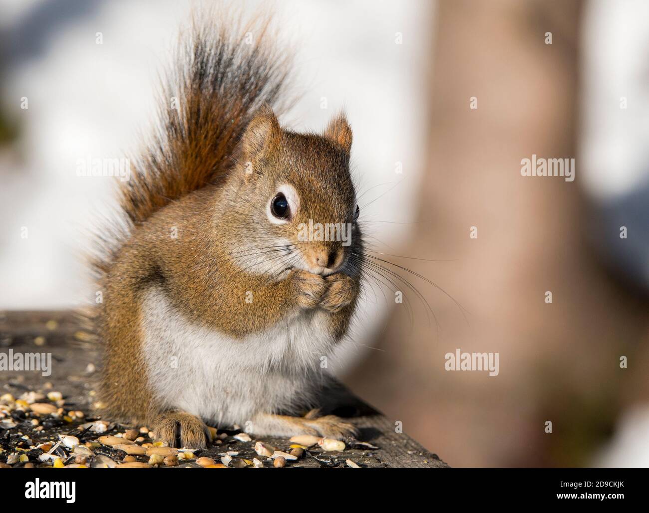 A small red squirrel feasting on a pile of seeds and nuts. Stock Photo