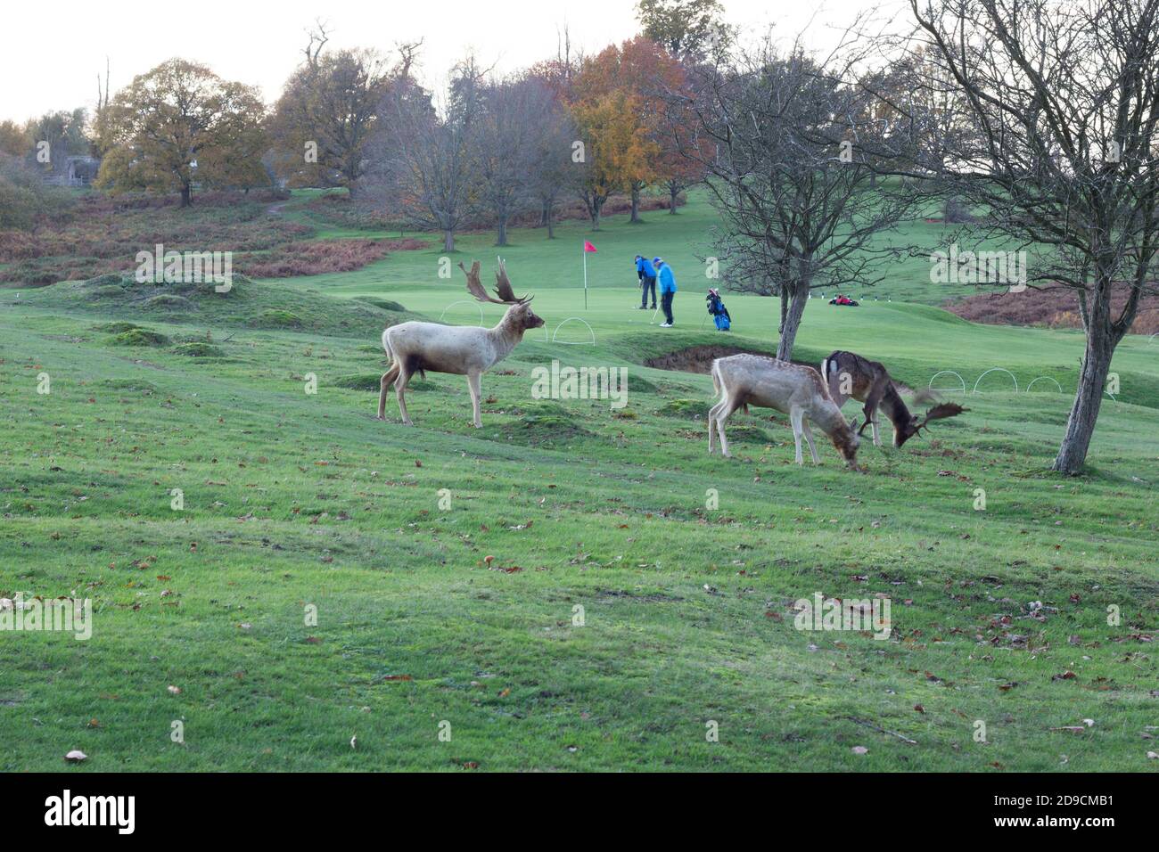 Deers (Cervidae) watched two golfers putting away in Golf course in Kent, England Stock Photo