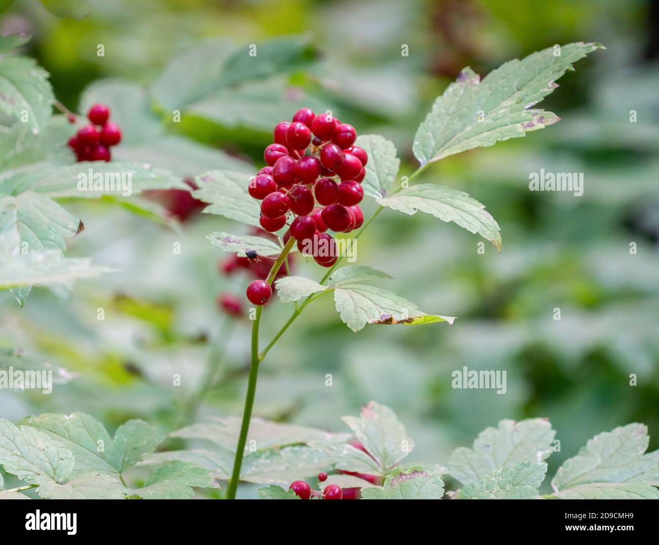 close shot of a red baneberry at calaveras big trees state park in california, usa Stock Photo